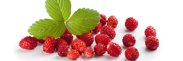 La Fraise des bois sauvages